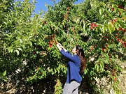 Cherry Picking/ Hiking/ Caving in Akoura Cherry Picking/ Hiking/ Caving in Akoura