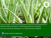 Free Aloe Vera Plants Giveaway Free Aloe Vera Plants Giveaway