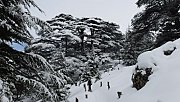 Cedars of God Snowshoeing with Vamos Todos Cedars of God Snowshoeing with Vamos Todos