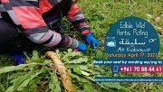 Sliqa (wild edible herbs picking) Sliqa (wild edible herbs picking)