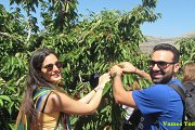 Cherry Picking in Jwar El Hawz with Vamos Todos Cherry Picking in Jwar El Hawz with Vamos Todos