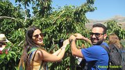 Cherry Picking in Jwar El Hawz with Vamos Todos Cherry Picking in Jwar El Hawz with Vamos Todos