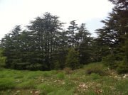 Hiking in Tannourine Natural Reserve with Baldati Hiking in Tannourine Natural Reserve with Baldati