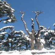 Al Arz Snowshoeing with Vamos Todos Al Arz Snowshoeing with Vamos Todos