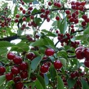 CHERRY Picking Day with DALE CORAZON - LEBANON EXPLORERS CHERRY Picking Day with DALE CORAZON - LEBANON EXPLORERS