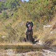 Walk with your dog day 1 / Marche avec ton chien jour 1 Walk with your dog day 1 / Marche avec ton chien jour 1
