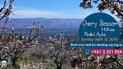 Cherry Blossom at Nabi Ayla with Lebanon Stories Cherry Blossom at Nabi Ayla with Lebanon Stories