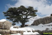 Tannourine Cedars Snowshoeing with Vamos Todos Tannourine Cedars Snowshoeing with Vamos Todos